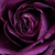Vijolična - Vrtnice Floribunda - Minerva